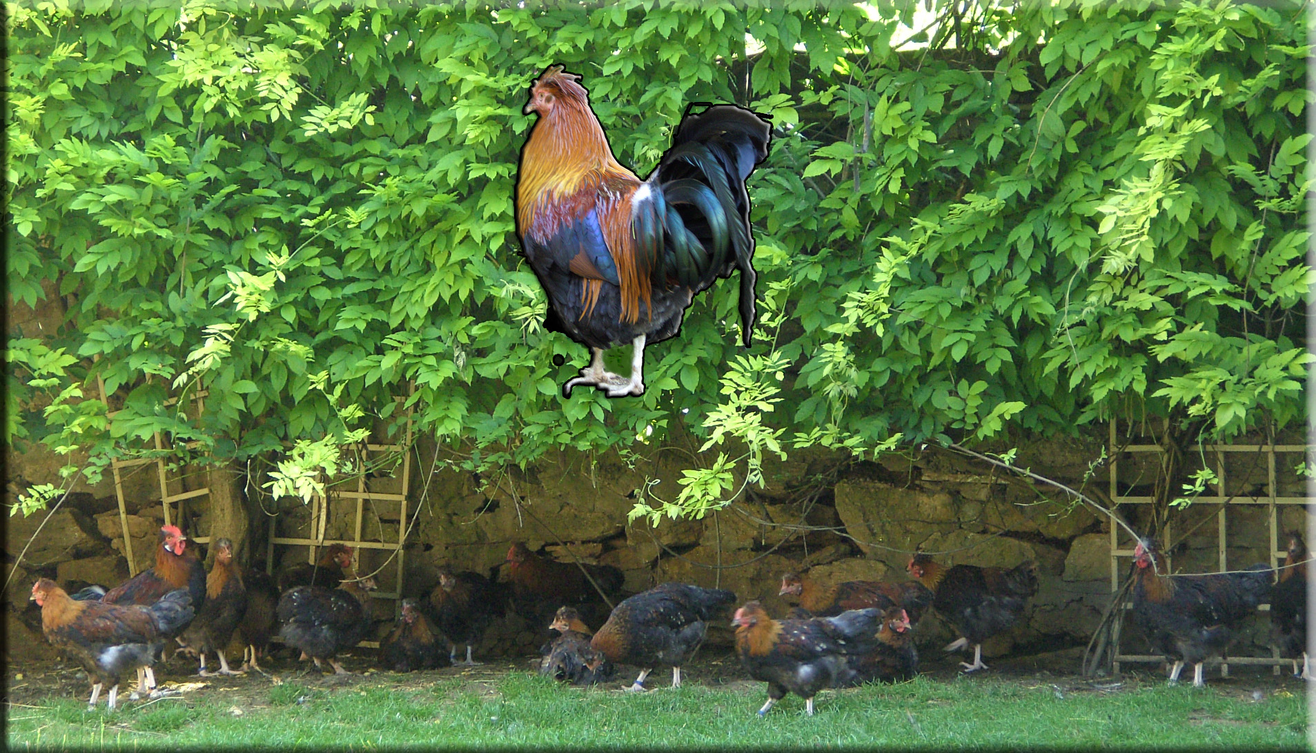 Junghahnenherde mit Kapaun (großes Bild)